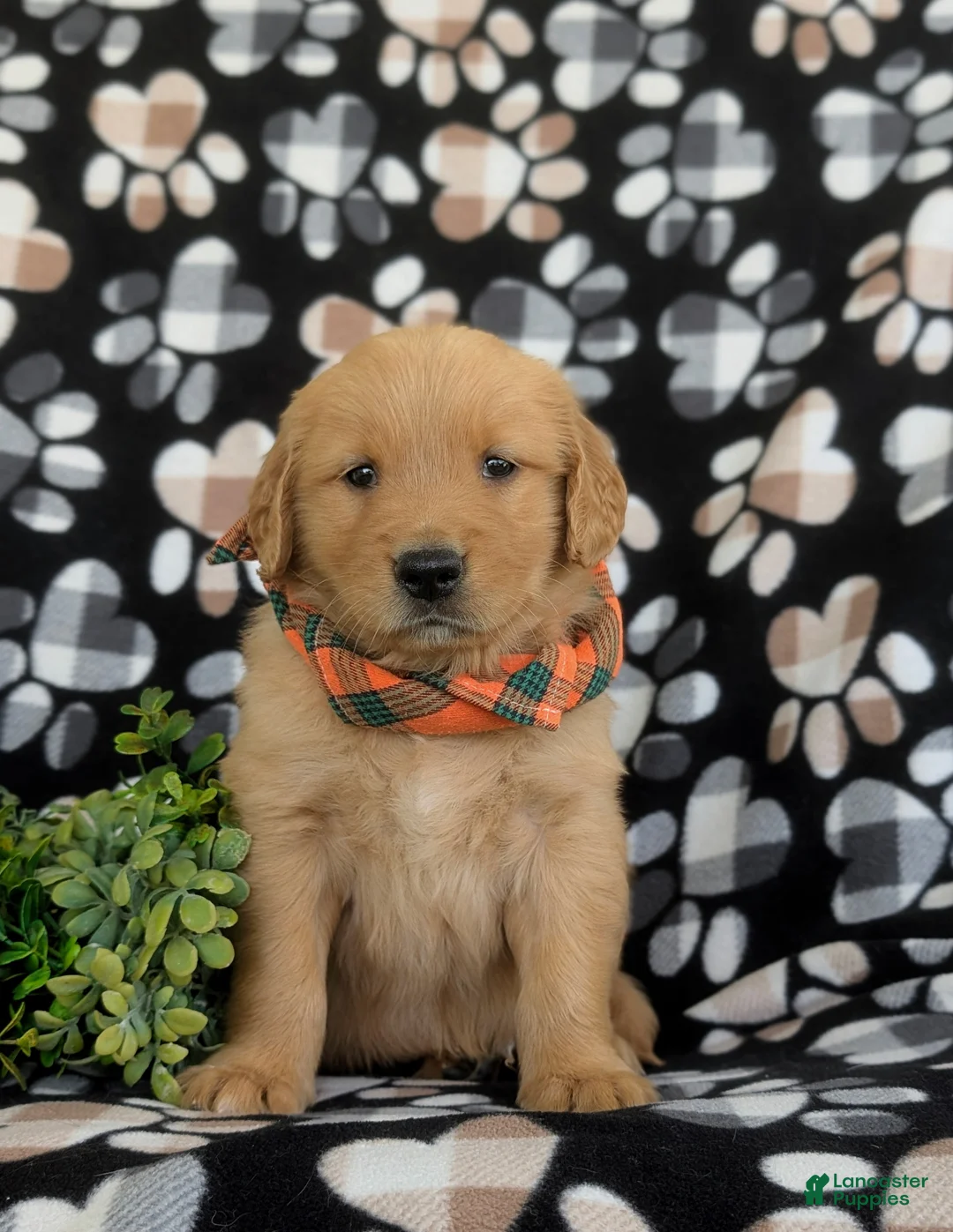 Golden Retriever dogs for sale: Leon - Ad 1