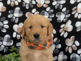 Golden Retriever dogs for sale: Leon - Ad 2