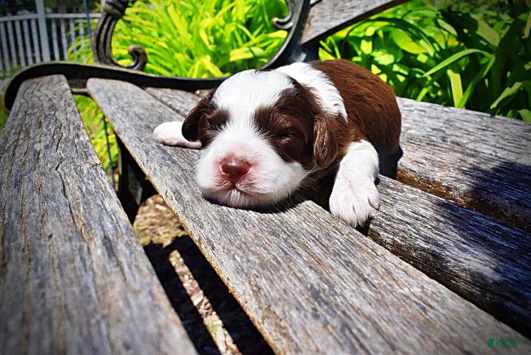 Havapoo dogs for sale: Rollo - Ad 1