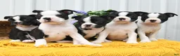 Boston Terrier dogs for sale: Birdie - Ad 5