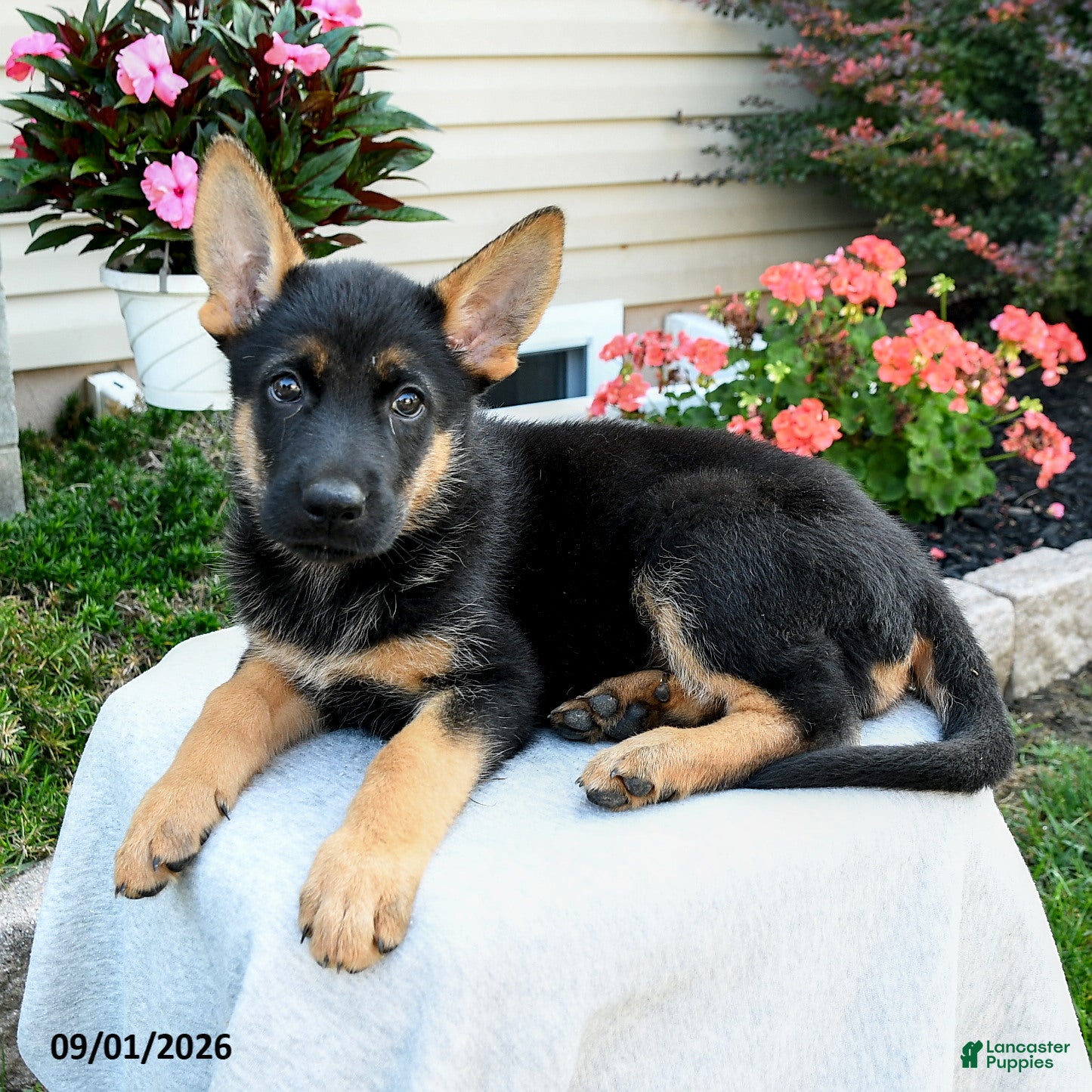 German Shepherd dogs Fawn - Ad 2