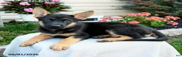 German Shepherd dogs for sale: Fawn - Ad 2