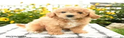 Bichpoo dogs for sale: Archie - Ad 3