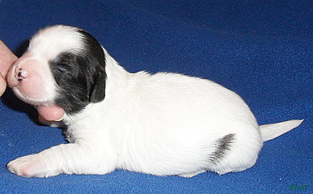 Shihpoo dogs for sale: Opie - Ad 5