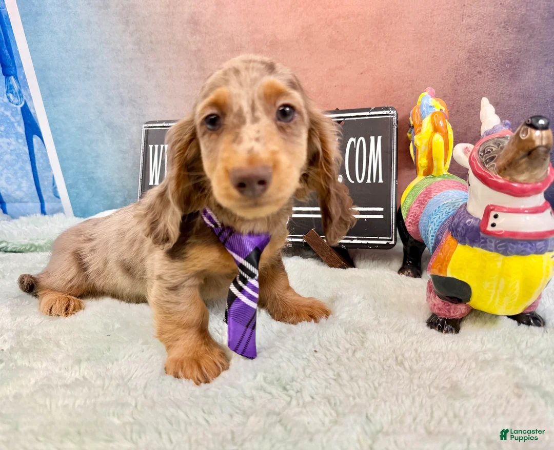 Miniature Dachshund dogs for sale: Champion bred Russian  - Ad 1