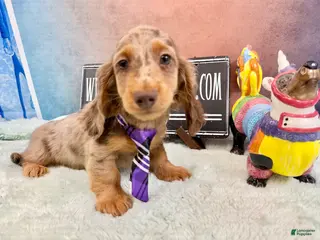 Miniature Dachshund dogs Champion bred Russian - Ad 21