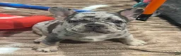 French Bulldog dogs for sale: Ray - Ad 4