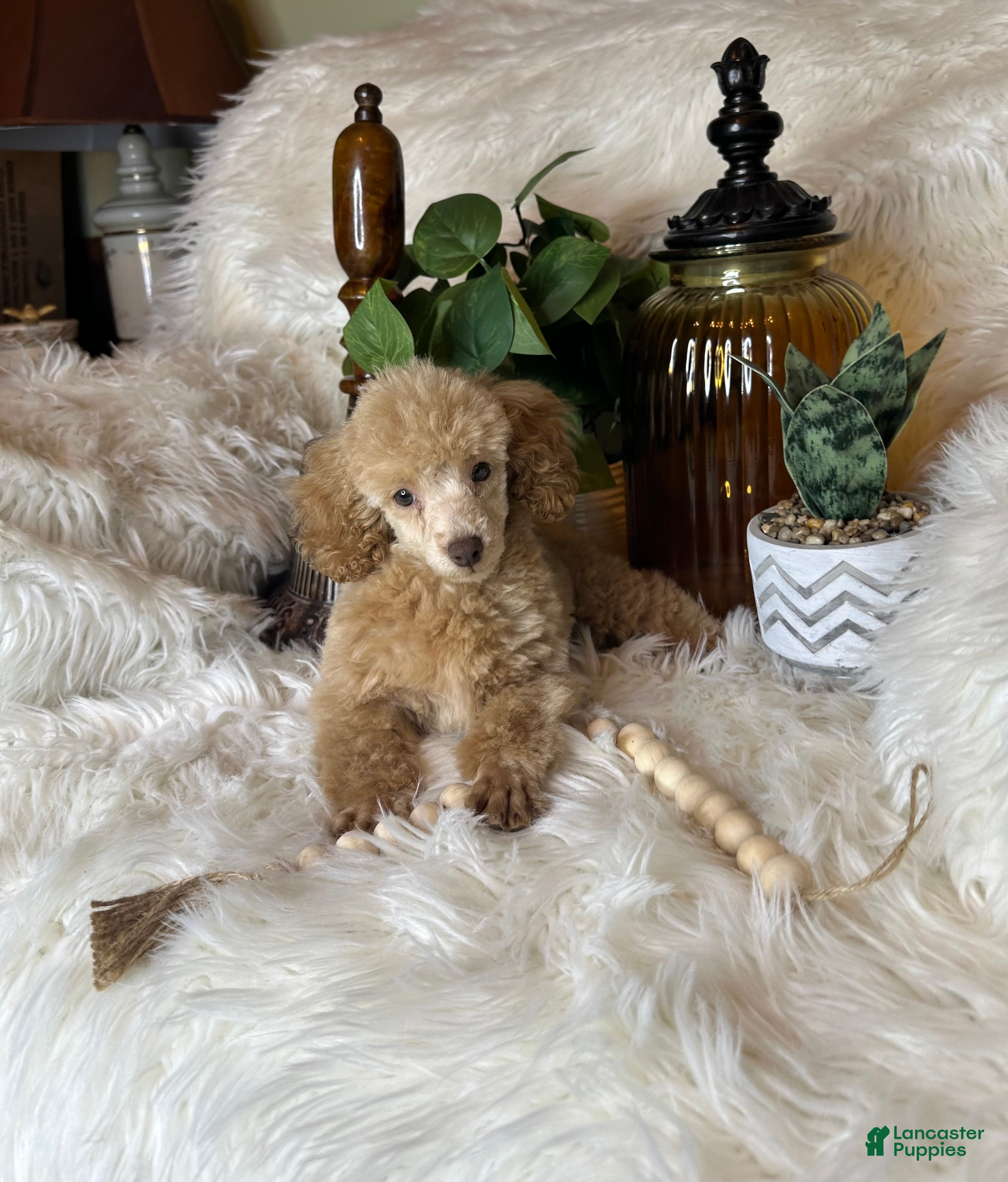 Toy Poodle dogs Yankee-Doodle - Ad 1