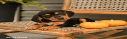 Beagle dogs for sale: Riley - Ad 4
