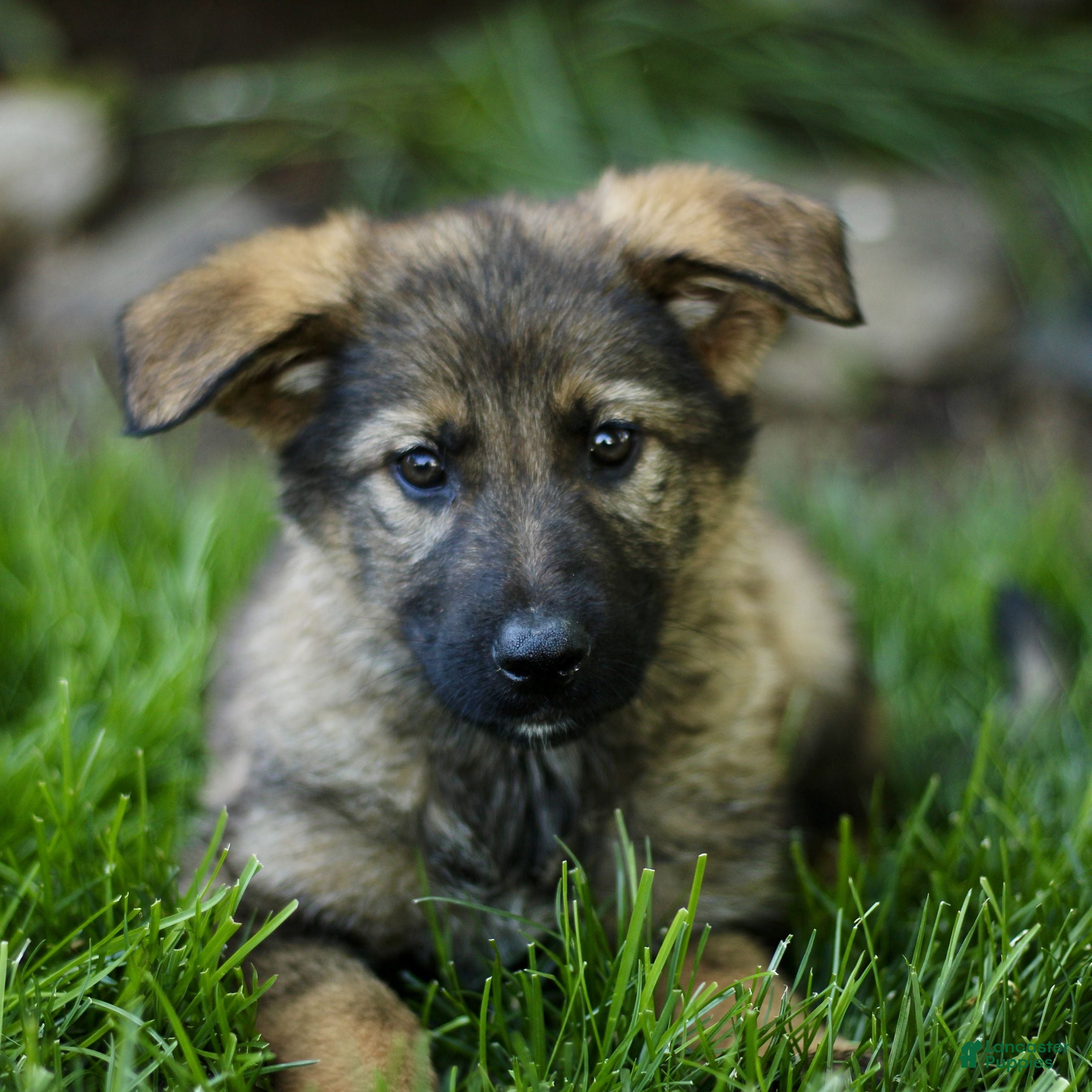 Mixed Breed dogs Oceana - Ad 2