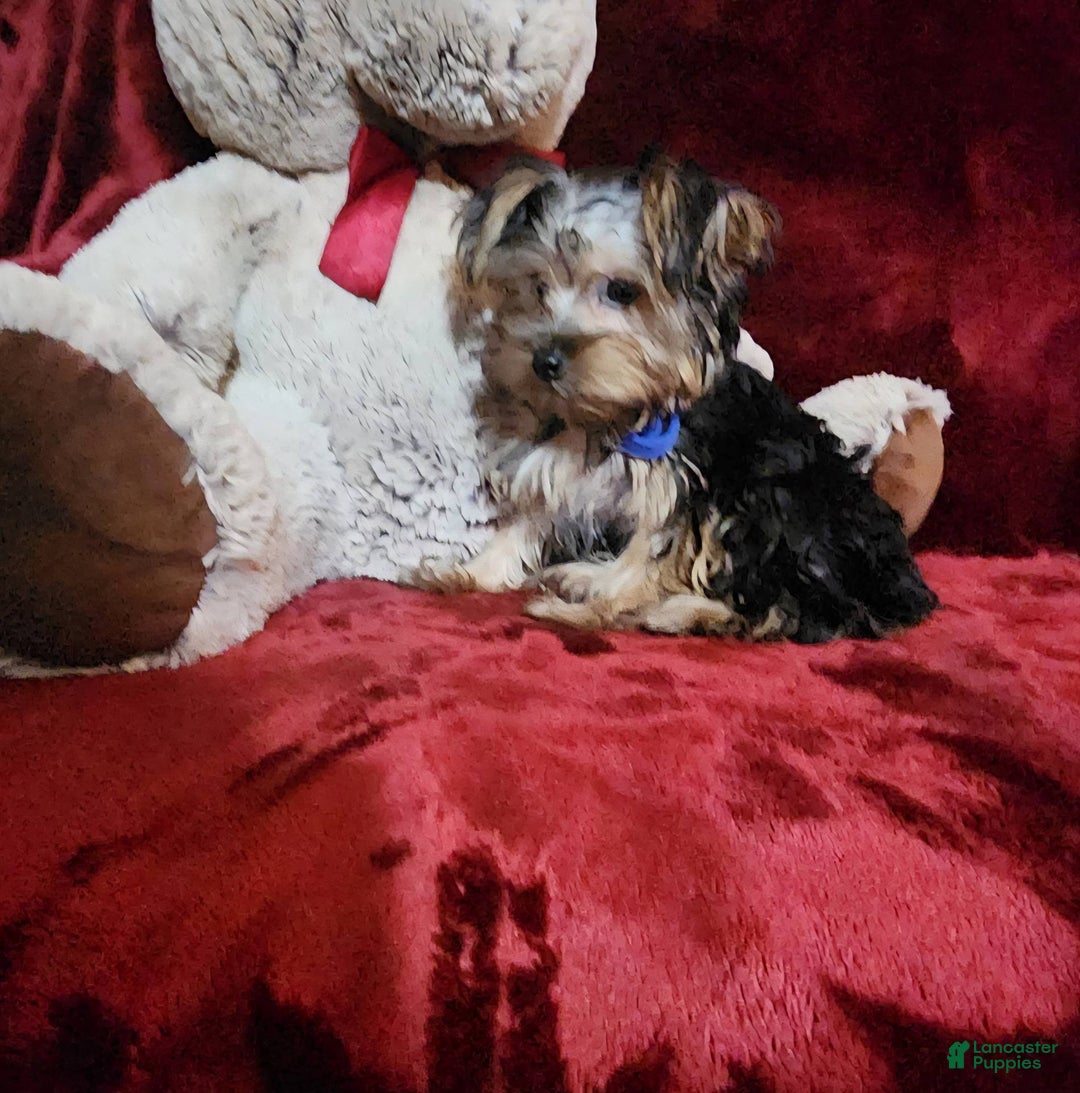 Yorkshire Terrier dogs for sale: MILO - Ad 10
