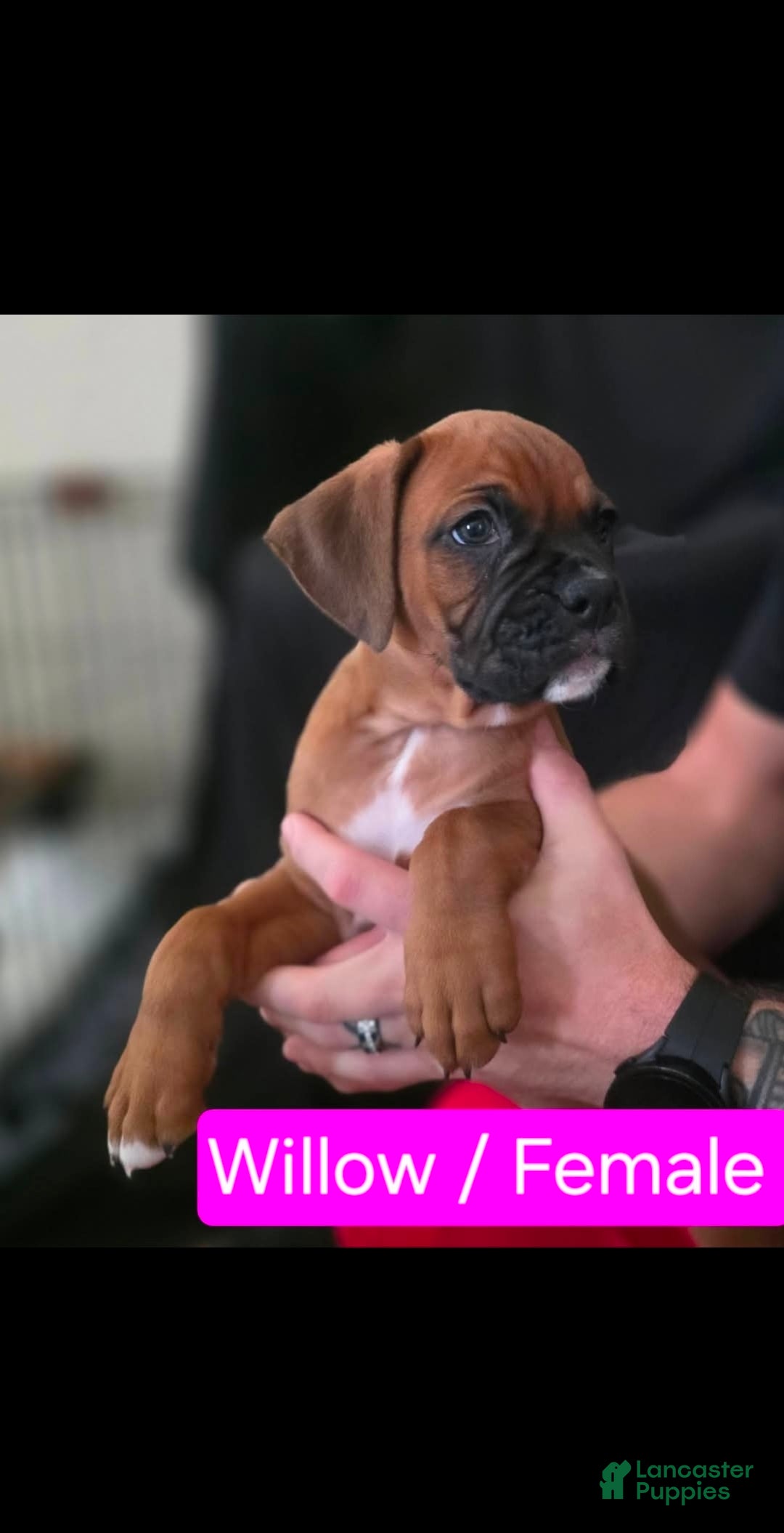 Boxer dogs Willow - Ad 31