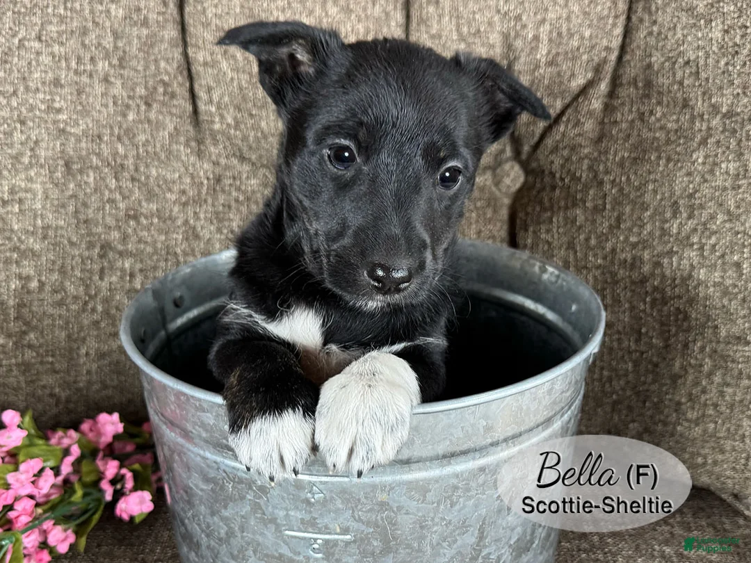 Mixed Breed dogs for sale: Bella - Ad 1