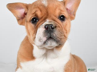 Beabull dogs Taffy - Ad 4