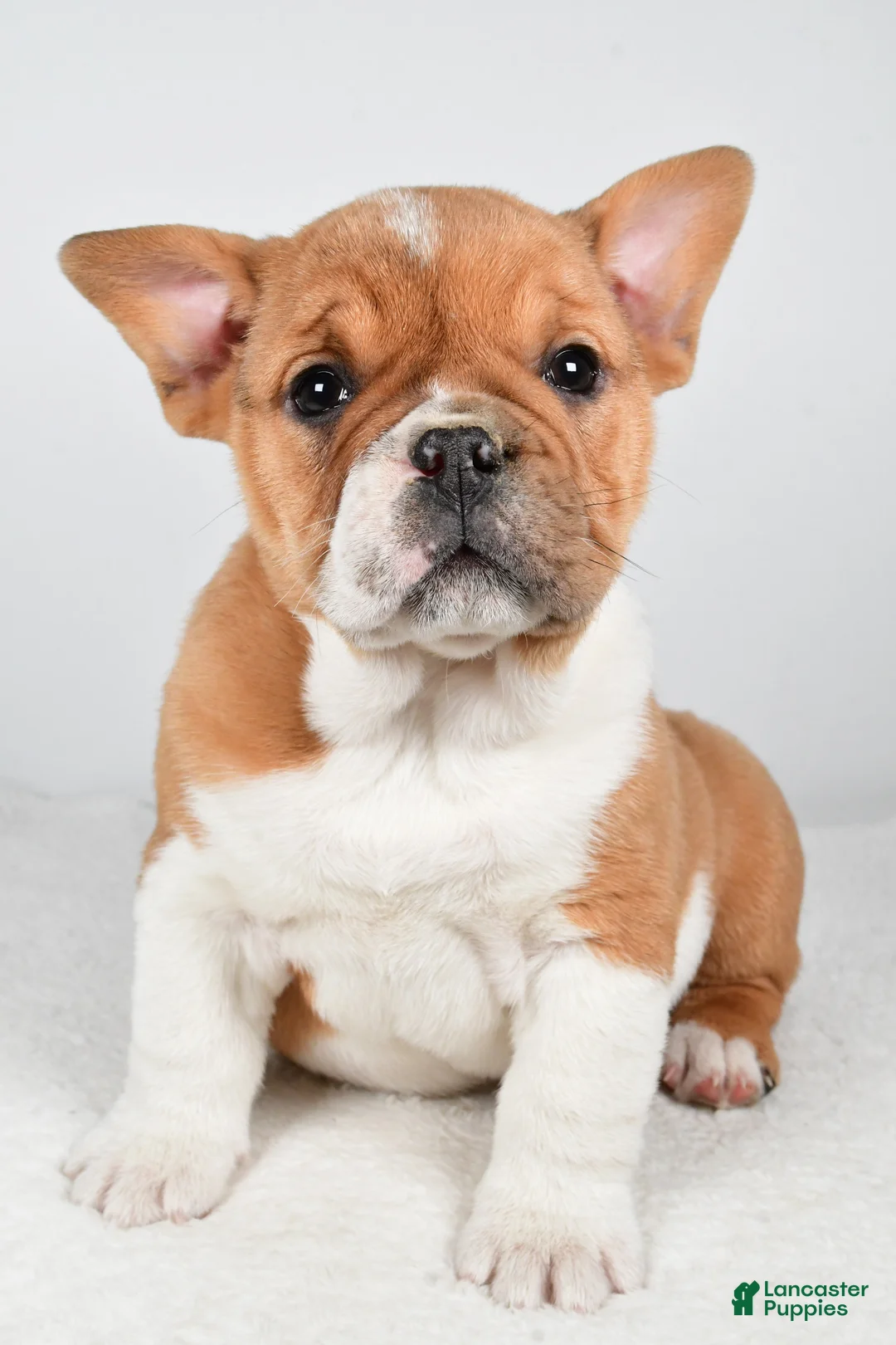 Beabull dogs for sale: Taffy - Ad 1