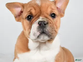 Beabull dogs Taffy - Ad 2