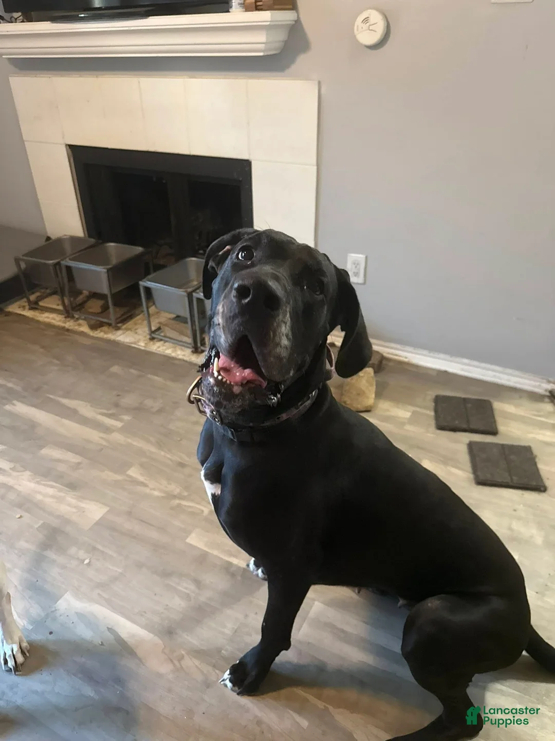 Great Dane dogs for sale: Great Dane Puppy 9 - Ad 2