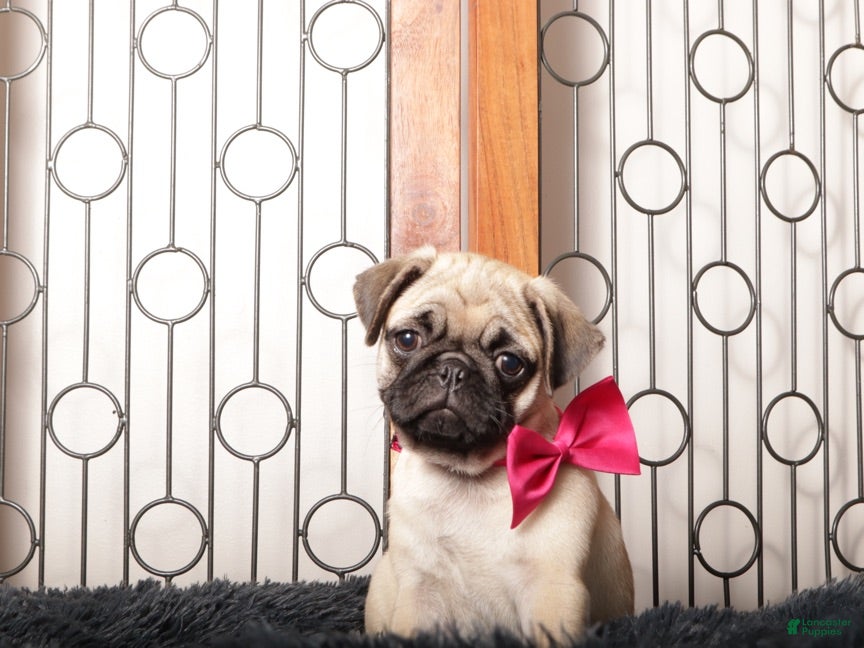 Pug dogs Willa - Silly Female Pug  - Ad 1