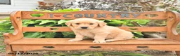 Golden Retriever dogs for sale: Dylan - Ad 4