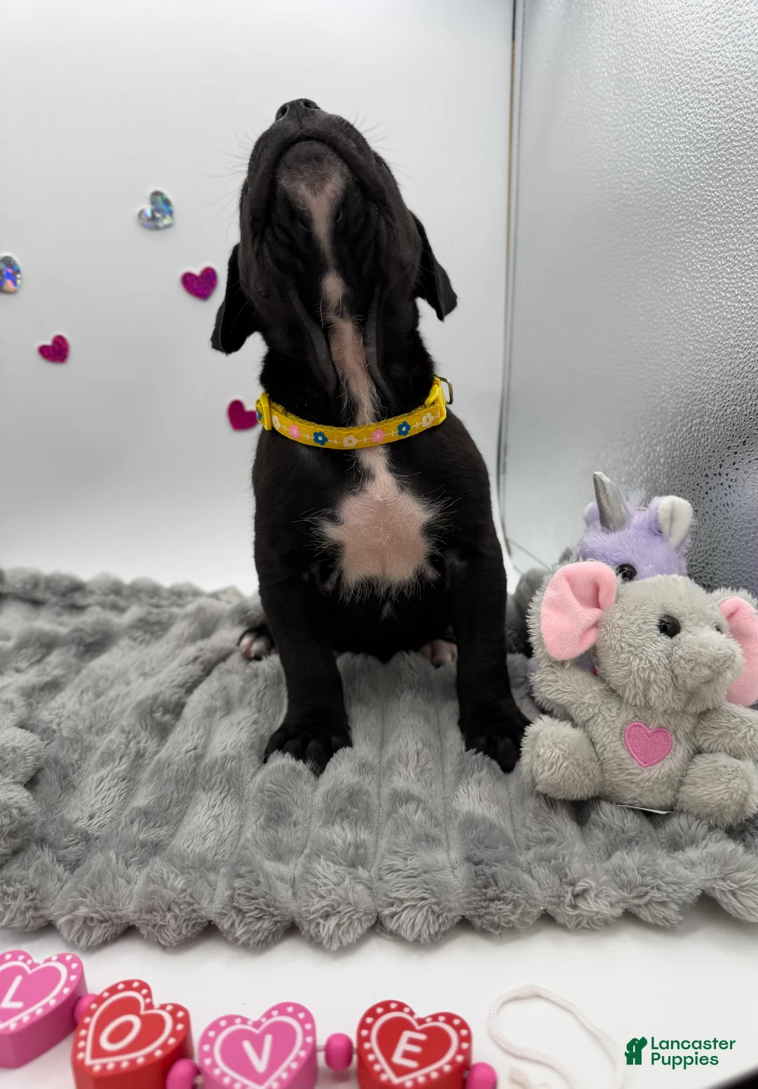 Cane Corso dogs for sale: Cane Corso Puppy 1 - Ad 2