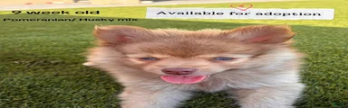 Pomsky Puppy 2