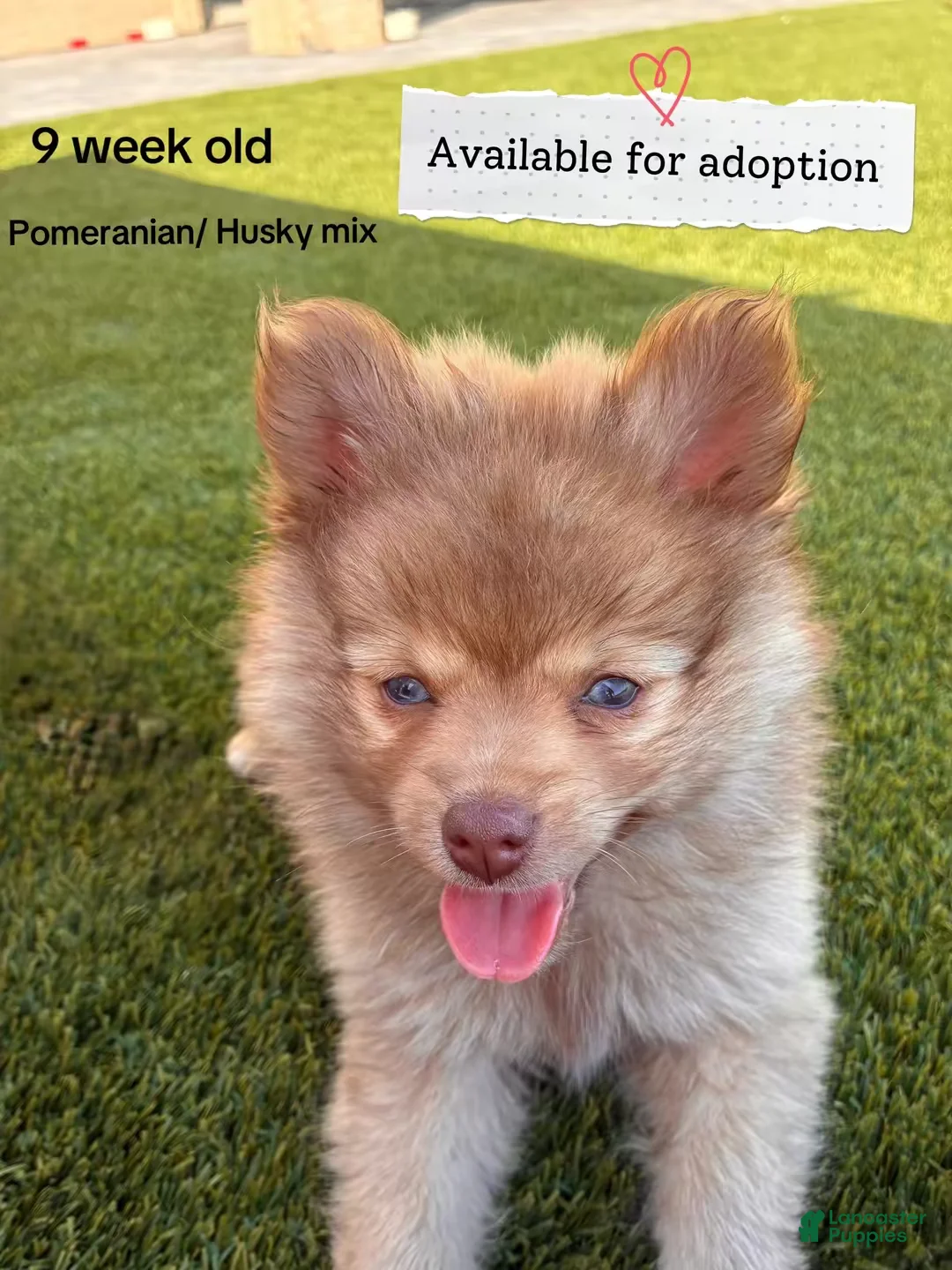 Pomsky dogs for sale: Pomsky Puppy 2 - Ad 1