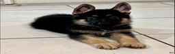 German Shepherd dogs for sale: German Shepherd Puppy 1 - Ad 1