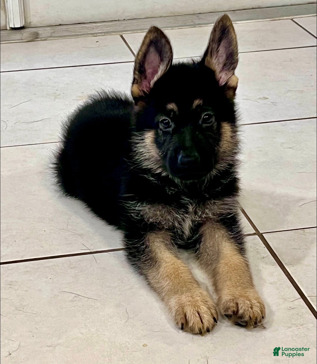German Shepherd dogs for sale: German Shepherd Puppy 1 - Ad 1