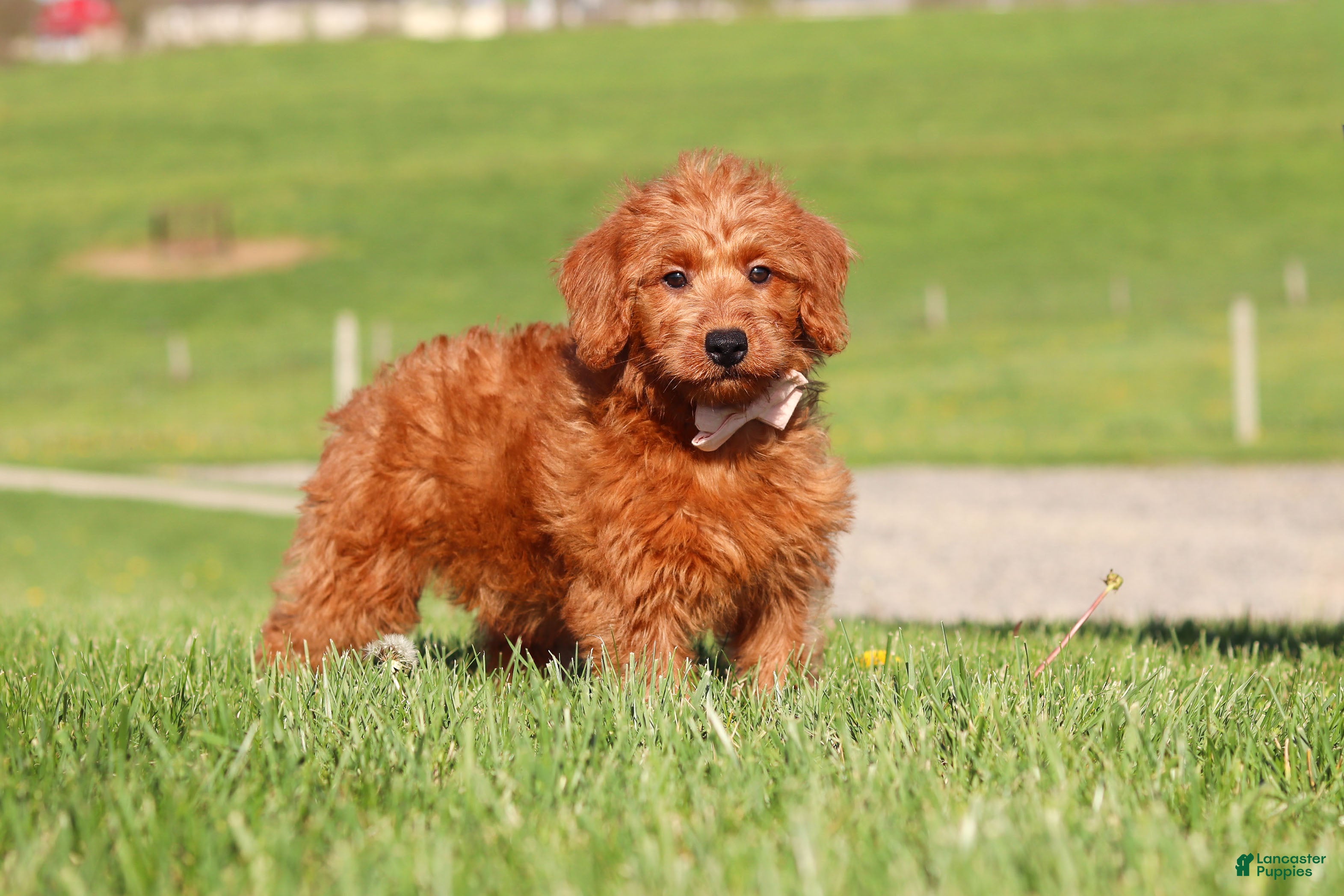 Labradoodle dogs Sandy - Ad 2