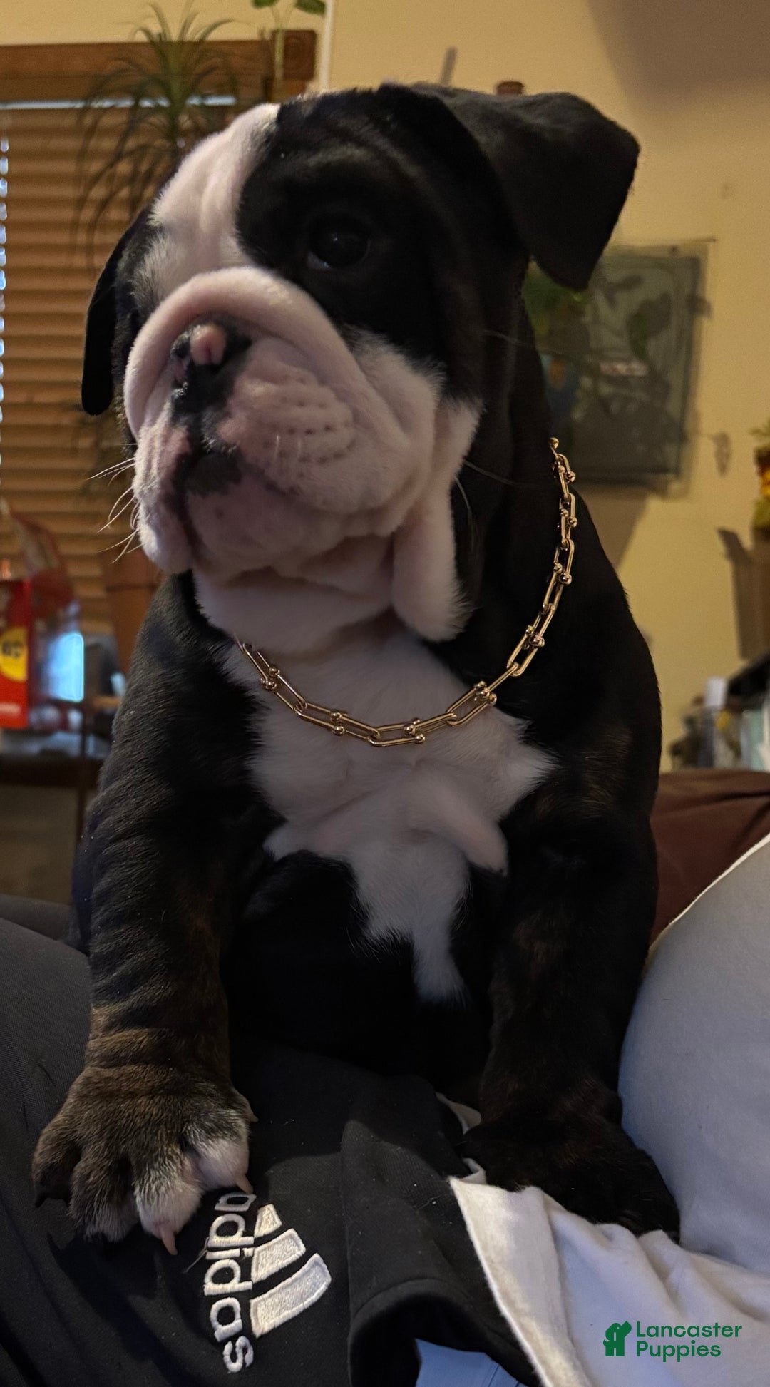 English Bulldog dogs for sale: Nugget - Ad 2