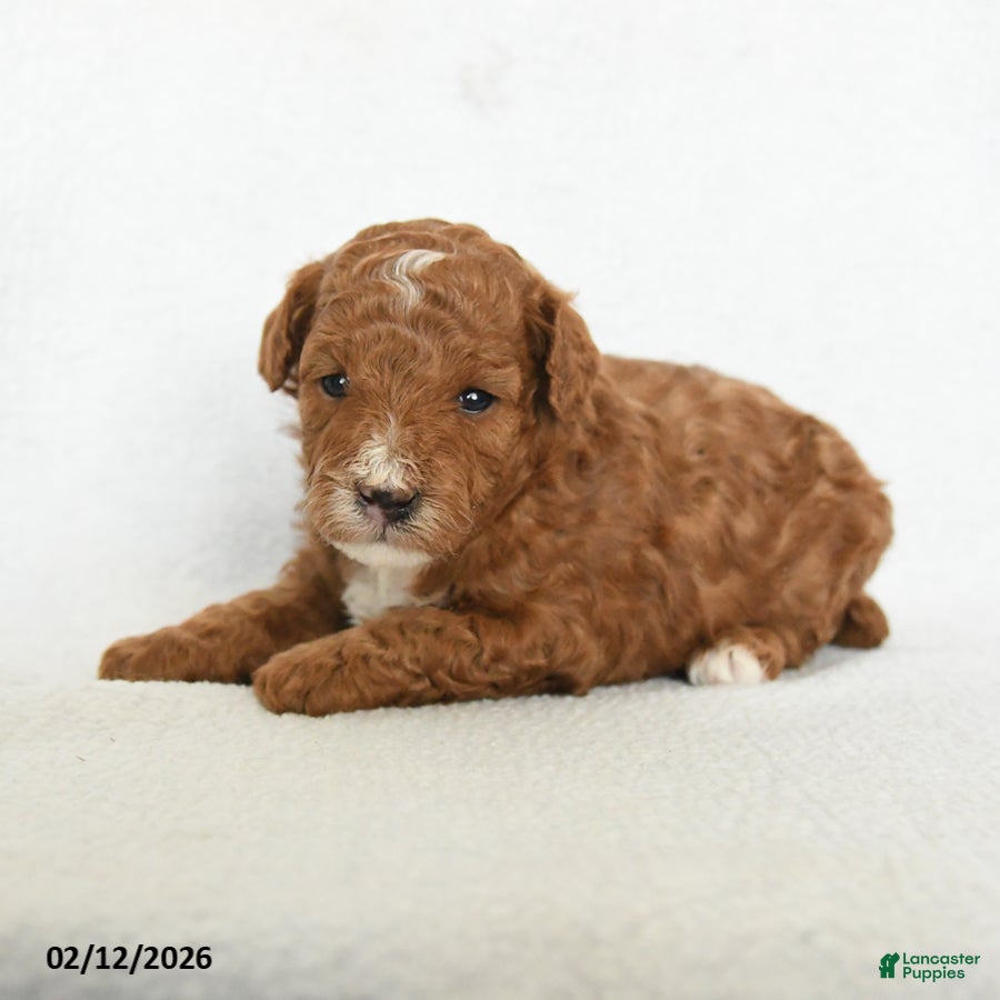 Toy Poodle dogs Jasmine - Ad 30