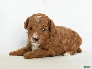 Toy Poodle dogs Jasmine - Ad 30