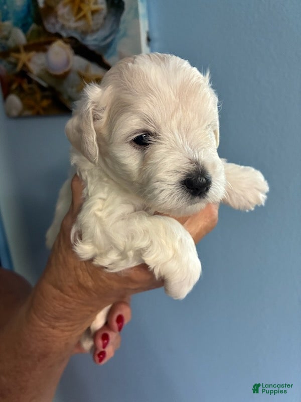 Schnauzer dogs Schnauzer Puppy 4 - Ad 3