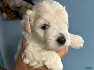 Schnauzer dogs Schnauzer Puppy 4 - Ad 3