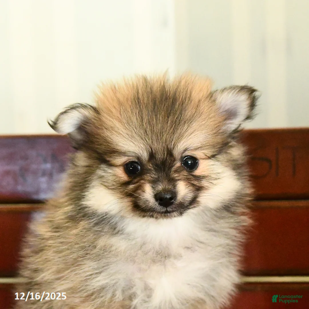 Pomeranian dogs for sale: Champ  - Ad 2