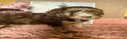 Labradoodle dogs for sale: Labradoodle 6 - Ad 7