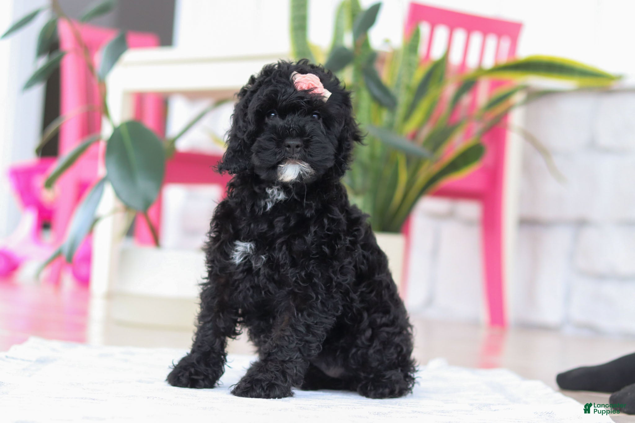 Cockapoo dogs Bailey - Ad 30