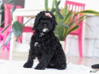 Cockapoo dogs Bailey - Ad 38