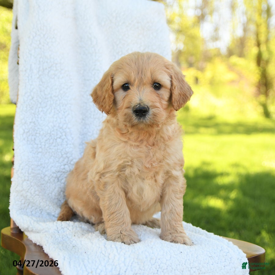 Goldendoodle dogs for sale: Casper - Ad 3