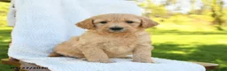 Goldendoodle dogs for sale: Casper - Ad 1