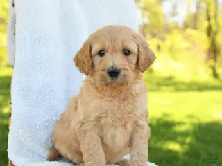 Goldendoodle dogs for sale: Casper - Ad 3
