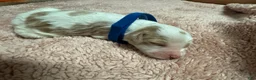 Goldendoodle dogs for sale: Goldendoodle 4 - Ad 1