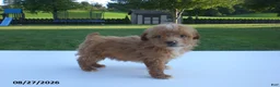 Yorkiepoo dogs for sale: Gene - Ad 13