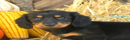 Miniature Dachshund dogs for sale: Juneau - Ad 3