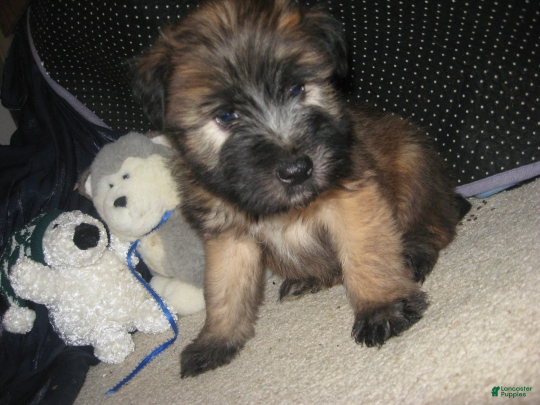 Soft Coated Wheaten Terrier dogs for sale: Dakota - Ad 2