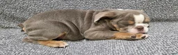 English Bulldog dogs for sale: Clarence - Ad 3