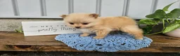 Pomeranian dogs for sale: Thea - Ad 4