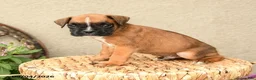 Boxer dogs for sale: Briar - Ad 4