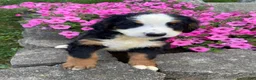Bernese Mountain Dog dogs for sale: Callie - Ad 9