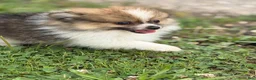 Pomeranian dogs for sale: ACA Troy  - Ad 4